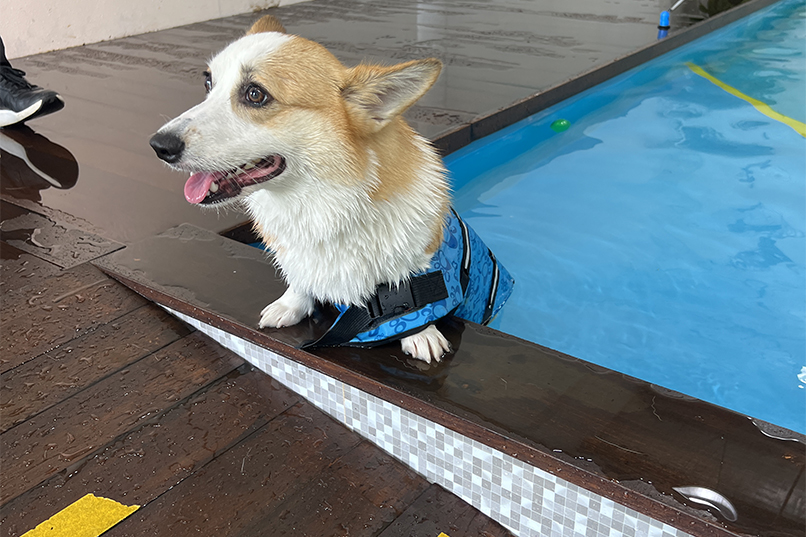 happy dog near pool